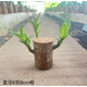 花音谷【大葉巴西木】帶芽帶葉發(fā)貨可開花幸運木禮物情人節(jié)室內(nèi)好養(yǎng) 10cm高6-8粗【帶葉】巴西木+液 帶葉發(fā)貨