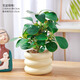 綠有意 綠植花卉辦公室客廳桌面盆栽擺件簡(jiǎn)約創(chuàng  )意網(wǎng)紅北歐綠植ins云朵盆 小盼菩提+甜甜圈PET樹(shù)脂盆+托盤(pán)+肥料 北歐風(fēng)格網(wǎng)紅綠植
