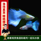 云峰海瑞小型熱帶魚觀賞魚孔雀魚雜袍孔雀魚天空藍(lán)活體活魚紅扇血紅 3公5母【天空lan孔雀魚】