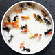 寵以沫魚苗觀賞魚耐活自養(yǎng)金魚小型魚缸冷水魚淡水易養(yǎng)活新手小魚錦鯉 5-7cm隨機金魚5條+1條備損