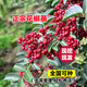 雅致大紅袍紅花椒樹苗盆栽高產(chǎn)蔬菜苗南北方種植 0.6-1cm粗源頭直發(fā)