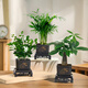 雙盟三盆組合植物九里香椰子發(fā)財樹(shù)室內綠植盆栽好養活源頭直發(fā) 