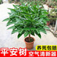恬芬平安樹(shù)客廳盆栽大型綠植室內吸甲醛植物陽(yáng)臺幸福樹(shù)易活樹(shù)苗發(fā)財樹(shù) 精選叢生幸福樹(shù)30-40厘米【原盆】、含盆