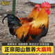 鮮其間廣東清遠陽山走地雞閹雞大扇雞農(nóng)家散養(yǎng)土公雞新鮮現(xiàn)殺脆皮太監(jiān)雞 陽山大扇雞殺好約6斤/1只裝 普通包裝（自用劃算）