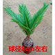 鐵樹盆景 鐵樹小苗 客廳盆栽四季常青植物盆栽鐵樹室內(nèi)外盆栽 8cm左右 不含盆
