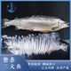 品鮮奕號三文魚整條 挪威新鮮進口一整條香煎魚排魚扒輪切智利大西洋鮭魚 一整條三文魚 簡裝 5kg