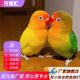 萬(wàn)寵匯 鳥(niǎo)活體虎皮鸚鵡籠養牡丹玄風(fēng)活鳥(niǎo)學(xué)說(shuō)話(huà)手養小太陽(yáng)鸚鵡和尚鸚鵡 愛(ài)情鳥(niǎo)+黃金絲