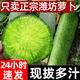 水果蘿卜 甜脆水果型濰坊蘿卜正宗新鮮生吃青鳳梨濰縣冰淇淋蘿卜 精選大果 2斤