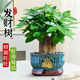 愛優(yōu)尚發(fā)財(cái)樹小盆栽盆景辦公室桌面盆栽室內(nèi)客廳綠植好養(yǎng)招財(cái)樹源頭直發(fā)