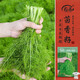 壽禾小茴香種子苗多茬農家春季種植四季蔬菜籽 濰豐濰常小茴香種子25g