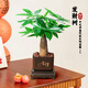 仙植緣【快遞】發(fā)財樹桌面盆栽文竹白掌客廳辦公室內(nèi)懶人綠植 單桿發(fā)財樹+舍得膠盆+底座+陶粒