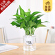 開時(shí)果 綠植盆栽桌面水培綠植 辦公室植物懶人盆景水養(yǎng)植物源頭直發(fā)包郵 綠蘿（遇水即活）