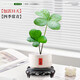 創(chuàng)京鑫選德國品質(zhì)墨西哥鐵樹盆栽幸運四葉草水培植物迷你盆景辦不支持退換 幸運墨西哥鐵+小喜瓷盆+圓底座