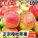 正宗嘎啦蘋(píng)果10斤裝鮮脆甜多汁新鮮應季水果脆甜富士冰糖心整箱批 帶箱9.5-10斤特大果【特級品質(zhì)】