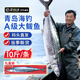 尚致 青島大鲅魚(yú)新鮮整條鲅魚(yú)海魚(yú)海鮮禮盒馬鮫魚(yú)生鮮魚(yú)類(lèi) 整條鲅魚(yú)10斤/條【送禮盒】