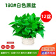 行湘綠蘿盆栽水培綠植新房除甲醛植物 180#原盆12盆+托盤(pán) 源頭直發(fā)