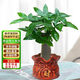 京東綠植發(fā)財樹(shù)盆栽水培桌面綠植物擺件招財單桿辦公室內帶盆花卉源頭直發(fā)