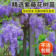 寶御安紫藤花樹苗耐寒耐旱爬藤植物豐花長穗紫藤蘿庭院盆栽地栽好養(yǎng)花卉 紫藤花樹苗1.5公分粗
