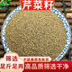 珈祁堂 芹菜籽中藥材新貨芹菜子泡水喝無(wú)硫新鮮干貨芹菜籽可磨芹菜籽粉 芹菜子500克【新貨】