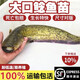 大口鯰魚苗鯰魚苗南方大口鯰土鯰魚苗兇猛路亞量二須鯰魚魚塘魚苗 200條4-6厘米送30條送魚糧 【順豐早一天到】