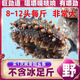 瑜真?！竟俜窖a貼】野生海參即食大連海參鮮活海生刺參單個裝速食非干貨 13到17個 約9cm一斤