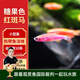 云峰海瑞熱帶魚 觀賞魚 觀賞魚小型 斑馬魚 活體 熱帶魚活體 小型魚 活魚 紅斑馬魚10條