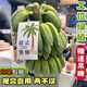 黃六爺禁止蕉綠一整串水培香蕉拒絕焦慮辦公室芭蕉桌面靜止焦綠蘋果香蕉 6.1斤 送蕉綠卡片+花瓶