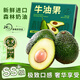 夢(mèng)宛怡秘魯進(jìn)口牛油果【多地次日達】當季鱷梨輕食寶寶輔食新鮮水果禮盒 6枚【20%選擇-較劃算】品質(zhì)果 優(yōu)選品質(zhì)中大果丨單果130-160g