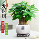 愛(ài)優(yōu)尚發(fā)財樹(shù)小盆栽盆景辦公室桌面盆栽室內客廳綠植好養招財樹(shù)源頭直發(fā)
