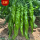 北蔬 辣椒苗帶土秧苗盆栽陽臺蔬菜苗 長螺絲辣椒苗6棵源頭直發(fā)包郵