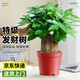 愛(ài)優(yōu)尚發(fā)財樹(shù)小盆栽盆景辦公室桌面盆栽室內客廳綠植好養招財樹(shù)源頭直發(fā)