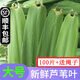 辰實(shí)【現(xiàn)摘發(fā)順豐】粽葉 蘆葦葉新鮮 粽子葉包粽子的葉子 100片 約寬4-6cm+粽繩丨推薦