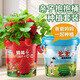 德沃多肥料兒童種植杯小盆栽西瓜草莓種子親子種植植物趣味小學(xué)生幼兒園套裝 親子抱抱桶種植杯-西瓜【爸爸陪我種】