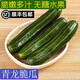 青龍菜瓜脆瓜水果新鮮燒瓜現(xiàn)摘生吃低糖梢瓜稍瓜 濰坊特產(chǎn)順豐 凈重 3斤 普通快遞