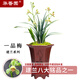 華香園蘭花 一品梅 蓋梅 建蘭八大名品之一 濃香型 辦公室內(nèi) 盆栽盆景 一品梅5苗裸根發(fā)貨不帶花苞
