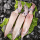 望涎 海兔子 滿籽籽烏 筆管魚 冷凍小魷魚 500g(凈重)