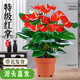 聽雪樓大盆特級紅掌盆栽花卉植物室內(nèi)綠植鴻運(yùn)當(dāng)頭四季開花好養(yǎng)中式盆景 特A級精品大盆紅掌(原盆栽好)