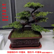 迎客松盆景真樹(shù)綠植書(shū)房客廳玄關(guān)前臺辦公室造型擺件四季常青 七片凌云+紫砂盆+打木架發(fā)貨