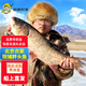 跑山密水農(nóng)家【冰鮮】水庫(kù)胖頭魚(yú)5斤 新鮮花鰱 現(xiàn)殺活魚(yú)燒烤 寶寶食材源頭直發(fā)