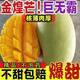 海南金煌芒一級(jí)大果新鮮水果現(xiàn)摘青甜心黃皮水仙芒整箱水果 約1斤偏小【嘗鮮芒果】 老農(nóng)優(yōu)選大果