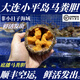 鮮活大連馬糞海膽1斤3只大連海膽非紫海膽非黃膽【順豐特快】 1斤（3只） 馬糞膽