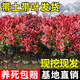 懶人熊紅葉石楠樹(shù)苗四季常青庭院別墅綠化苗木盆栽紅羅賓籬笆苗景觀(guān) 精品大杯苗
