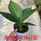 聚寶盆家用鳥巢花燭盆栽客廳室內(nèi)綠植觀葉耐陰四季常春好養(yǎng)活 2盆-聚寶盆花燭(原盆原土)