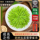 唯茶大師雪芽雀舌老樹頭采特級明前綠茶四川正宗炒青嫩芽高端茶手工春茶 500g