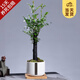 開(kāi)時(shí)果 小葉紫檀盆景桌面植物花卉 紫檀盆栽老樁四季樹(shù)苗陽(yáng)臺好養盆栽 小白瓷盆+竹托（35-40cm）