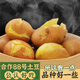云南會(huì )澤高山黃心合作88號大土豆新鮮農家老品種開(kāi)花洋芋5-9斤 2500g 小號約雞蛋大合作88號有壞包賠