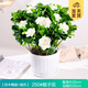 開(kāi)時(shí)果 梔子花盆栽濃香型四季開(kāi)花卉 陽(yáng)臺花卉好養綠植物源頭直發(fā)包郵 仿木桶+底托【250#梔子花】