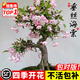 垂絲海棠花盆栽樹苗老樁四季開花卉植物室內(nèi)庭院陽(yáng)臺(tái)好養(yǎng)花卉 5年老樁垂絲海棠花+肥料 不含盆