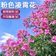 瑯闕凌霄花樹(shù)苗爬藤墻植物庭院綠植苗木攀援攀爬花卉 粉色190源頭直發(fā)