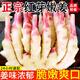 嫩姜新鮮仔姜子姜四川生姜可腌制非云南小黃姜農(nóng)家現(xiàn)挖大鮮姜批發(fā) 1斤